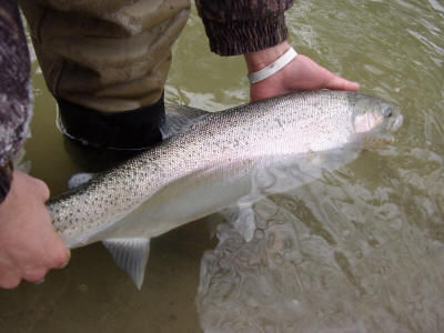 Rainbow Trout