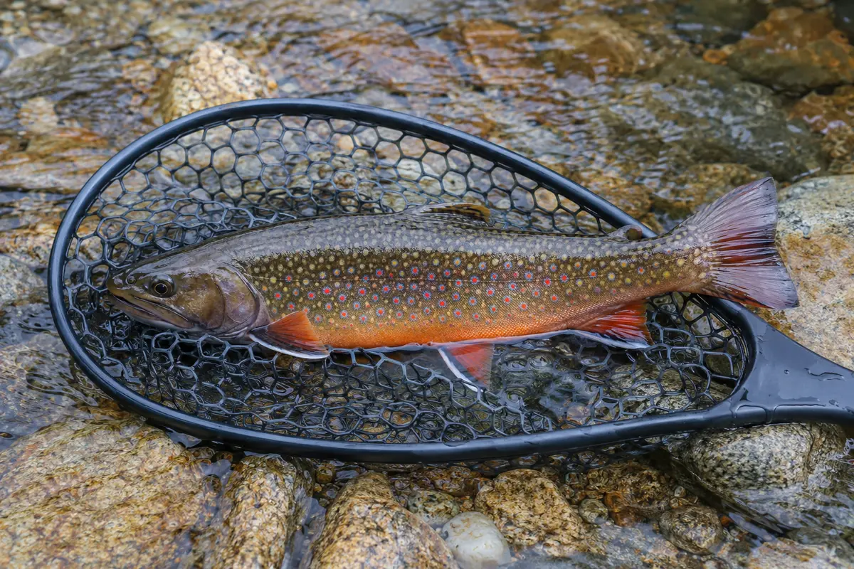 Wild brook trout with orange fins resting in a rubber net over a shallow stream